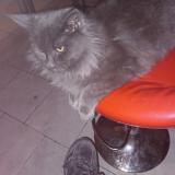 Photo de chat perdu à Wattrelos