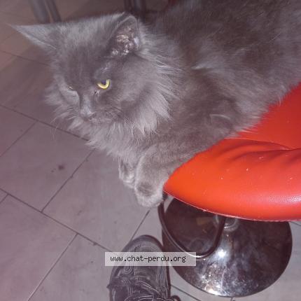 Photo 1/1 Cédric Besson Chat perdu à Wattrelos