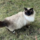 Photo de chat perdu à Dagneux