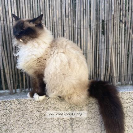 Photo 2/2 Jedi Chat perdu à Dagneux