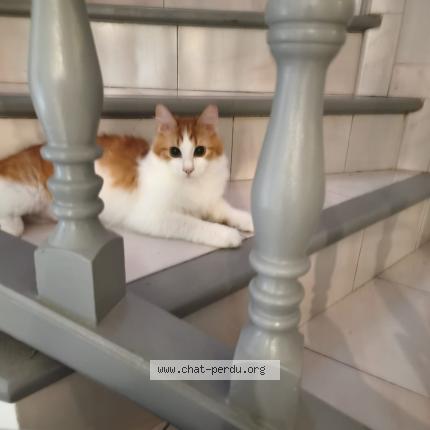 Photo 1/1 Snezhka Chat perdu à Villeneuve