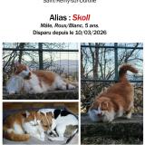 Photo de chat perdu à Saint Remy Sur Durolle