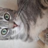 Photo de chat perdu à Saint Vallier