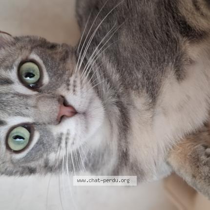 Photo 1/1 Jacquot Chat perdu à Saint vallier