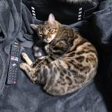 Photo de chat perdu à Montreuil