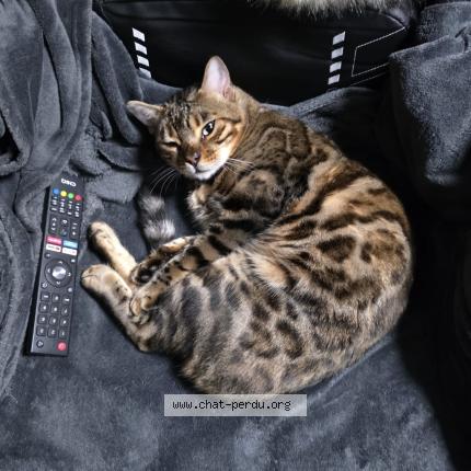 Photo 1/1 Toutou Chat perdu à Montreuil