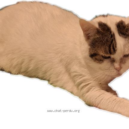 Photo 1/1 Chat retrouvé Perdu à Strasbourg