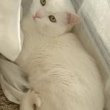 Photo de chat perdu à Marseille