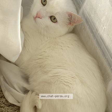 Photo 1/1 Flocon Chat perdu à Marseille