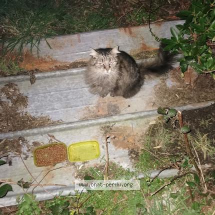 Photo 1/1 Chat trouvé Trouvé à Sizun