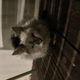 Photo de chat trouvé à Albi