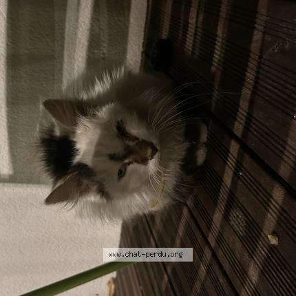 Photo 1/1 Chat trouvé Trouvé à Albi