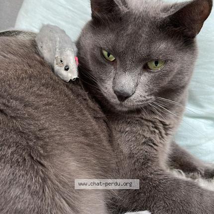 Photo 1/1 Hector Chat perdu à Orleans