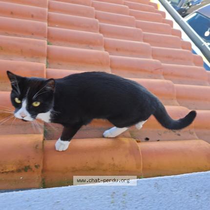 Photo 2/2 Chat retrouvé Trouvé à Vallet