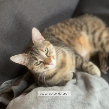 Photo 1/1 Stella Chat perdu à Beaufai