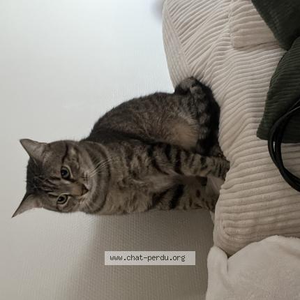 Photo 1/1 Archeo Chat perdu à Rennes