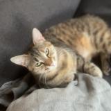 Photo de chat trouvé à Beaufai