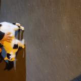 Photo de chat trouvé à Fleury Sur Orne