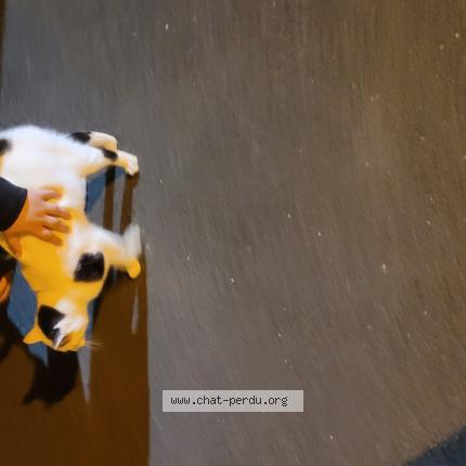 Photo 1/1 Chat trouvé Trouvé à Fleury sur orne