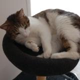 Photo de chat perdu à Saint Hostien