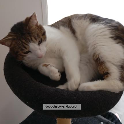 Photo 1/1 Krokmou Chat perdu à Saint hostien