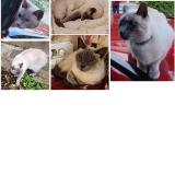 Photo de chat perdu à Saint Maur Des Fosses