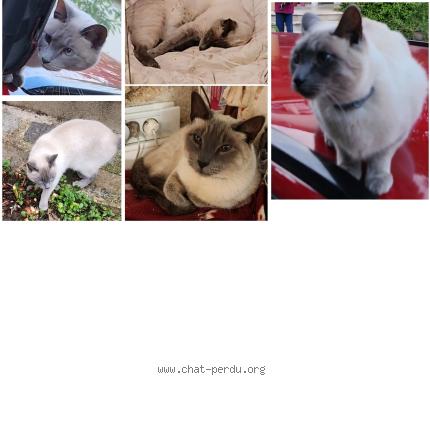 Photo 1/1 Schoumi Chat perdu à Saint maur des fosses