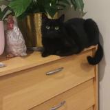 Photo de chat perdu à Argenteuil