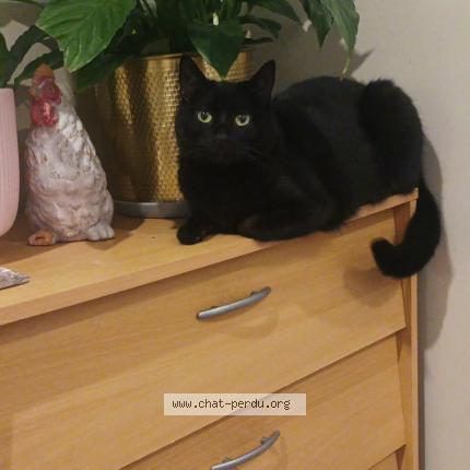 Photo 1/1 Mokka Chat perdu à Argenteuil