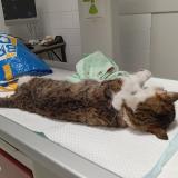 Photo de chat trouvé à Marboz