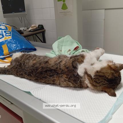 Photo 1/1 Chat trouvé Trouvé à Marboz