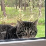 Photo de chat trouvé à Parentis En Born