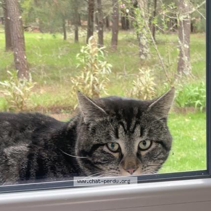 Photo 3/3 Chat trouvé Trouvé à Parentis en born