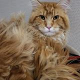 Photo de chat perdu à Sucy En Brie