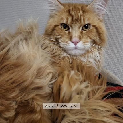 Photo 1/1 Smakhou Chat perdu à Sucy en brie