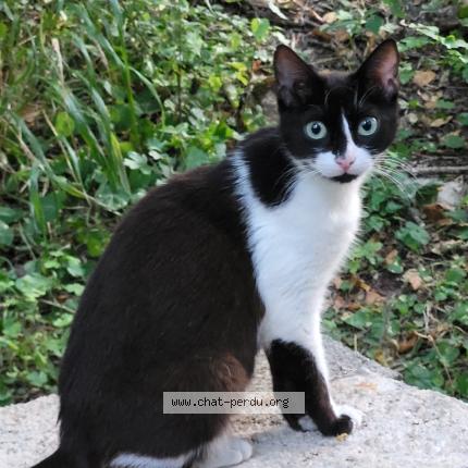 Photo 1/1 Tami Chat perdu à Jouques