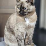 Photo de chat perdu à Lille