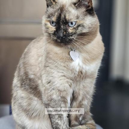 Photo 1/1 Grey's Chat perdu à Lille