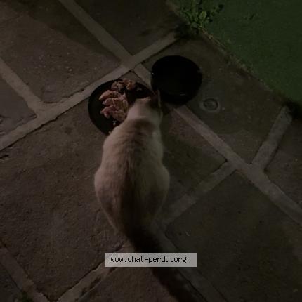 Photo 1/1 Chat trouvé Trouvé à Marignane