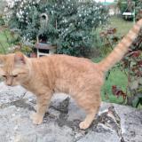 Photo de chat trouvé à Sarlat La Caneda