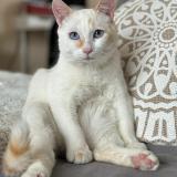 Photo de chat perdu à Douvaine