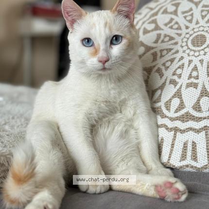 Photo 1/1 Flocon Chat perdu à Douvaine