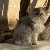 Photo de chat perdu à Saint Gilles