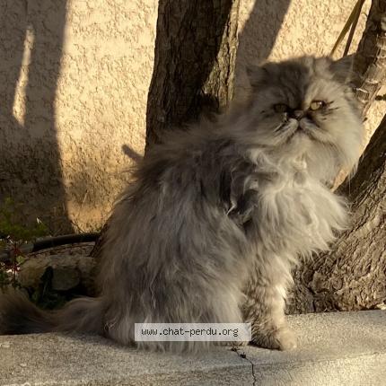 Photo 1/1 Maya Chat perdu à Saint gilles