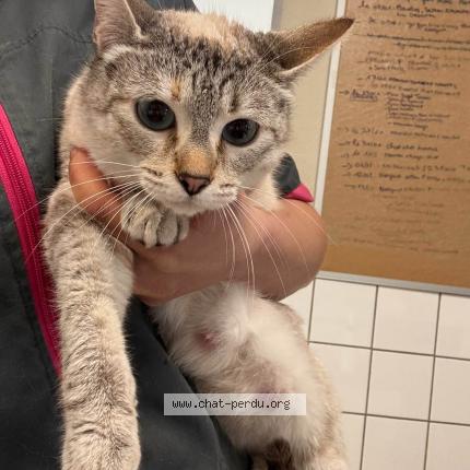 Photo 1/1 Chat trouvé Trouvé à Montauban