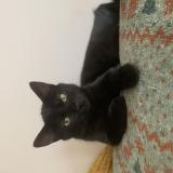 Photo de chat perdu à Saint Andre Lez Lille