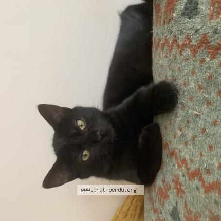 Photo 1/1 NUTS Chat perdu à Saint andre lez lille