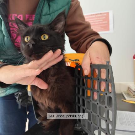 Photo 1/1 Chat trouvé Trouvé à Montauban