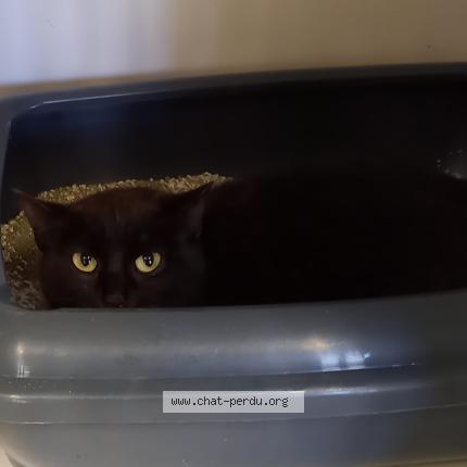 Photo 1/1 Chat trouvé Trouvé à Montauban