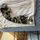 Photo de chat trouvé à Paris 15eme Arrondissement